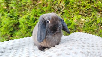 Zakrslý beránek, králíček, králík - PATRIK - 4