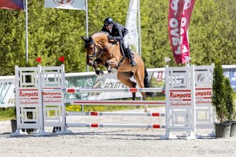 Prodej většího množství chovných klisen a mladých koní - 4