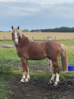 Pony na prodej - 4