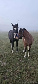 Chovná kobylka Sliezsky teplokrvník - 4