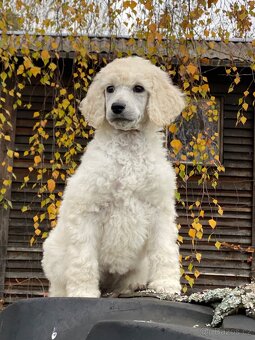 Pudl královský - 4