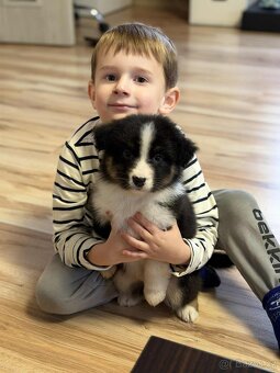 Australský ovčák s PP - 4