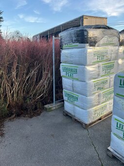 9 lete kanadské borůvky  TRINEC 500kc - 4