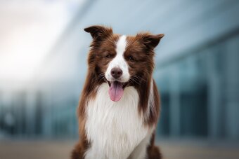 Štěňátka border kolie s PP - 4