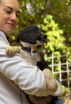 DIANKA - štěně, fenečka 3-4 měsíce - 4