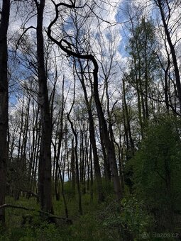 Prodám pozemky v k. ú. Holičky u Staré Hlíny - 4