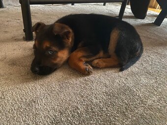 Štěně Německého ovčáka s belgickým ovčákem-MELENOIS - 4