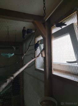 Agapornis Fisher - 4