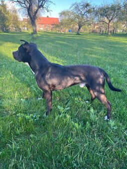 Staford ke krytí - 4