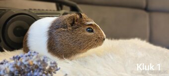 Prodám morčata - 4