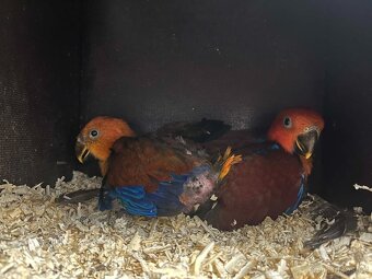 Eclectus roratus ( orange 0.2 ) - 4