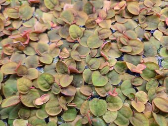 Phyllanthus fluitans - 4