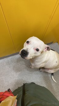 Aura hledá rodinu - 4