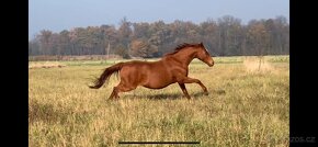 REZERVOVÁNO - Kobylka plnokrevník - 4