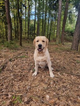 Labradorský retriever - 4
