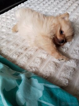 Pomeranian mini Boo - 4
