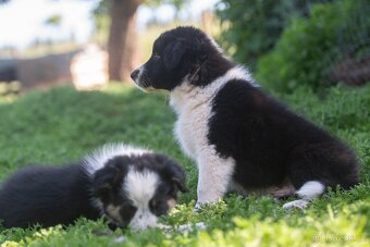 Border kolie - 4