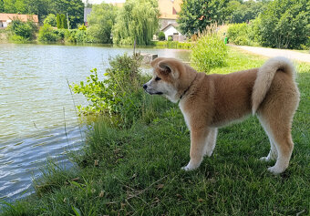 Akita inu s PP - 4