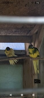 Kakariki rudočelé 2025 - 4