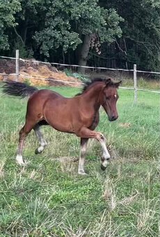 Welsh pony (C) hřebeček - 4
