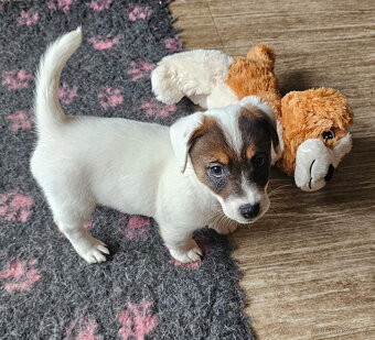 Prodám štěně (pejska) Jack Russell teriéra s PP - 4