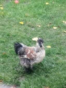 Prodám dva kohoutky Hedvabničy - 4