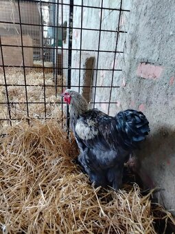 Brahmanka velká - kohout - 4