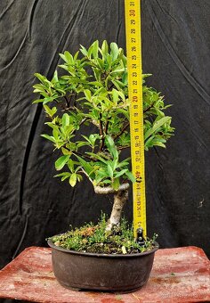 Bonsai, Bonsaj - Hlohyne 4 - 4
