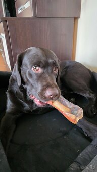 Krytí labradorem - 4