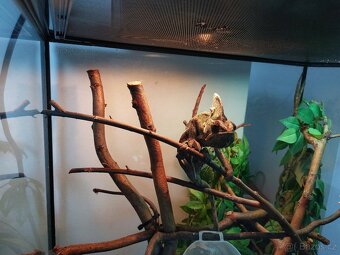 Chameleon jemenský včetně terária a příslušenství - 4