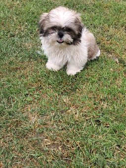 Shih-tzu,sicu,shi-tzu - 4
