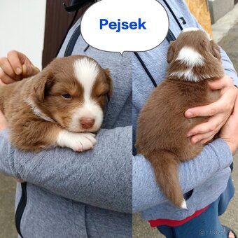 Australský ovčák - štěňata bez PP - 4