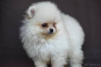 Pomeranian - 4