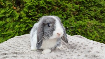 Zakrslý beránek, králíček, králík-HENRY - 4