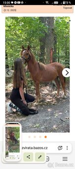 Klisny pony WPB 18 měsíců - 4