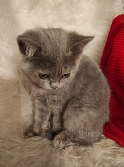 Britská koťata britské kotě - 4