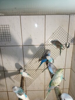 Andulka - andulky - 4