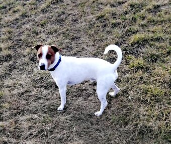 Jack Russell teriér - 4