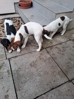 Štěňata hladkosrstých foxteriérů - 4