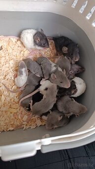 Potkan double rex, dumbo a nebo klasik - 4