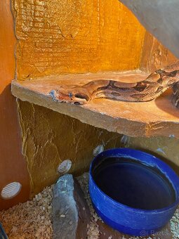 Hroznýš královský cca 2,5m - 4