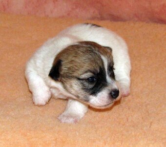 Jack Russell teriér – 4 fenky + 2 pejsci s PP k rezervaci - 4