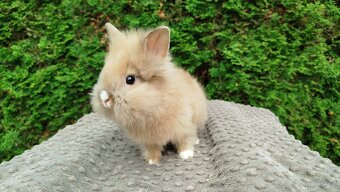 Zakrslý králík, králíček -(lvíček)-TESSIE - 4