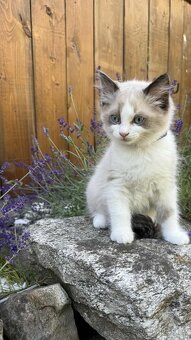Kocourek plemene Ragdoll - 4