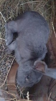 Prodám chovnýho králíka a tři chovné kraličice - 4