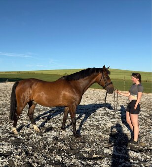 Valach ideální na přirozenou komunikaci - 4