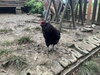 Araukana kohout - 4