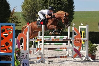 Prodám sedmiletou klisnu do vyššího sportu - 4