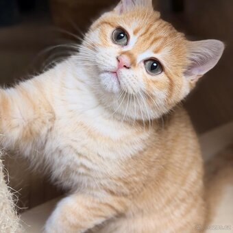 Šokoládově zlatý britský kocourek – zelené oči - 4