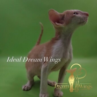 Orientální kocour s PP - 4